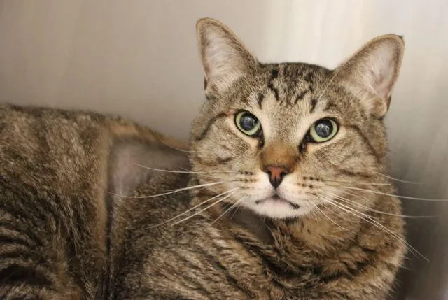 An adult small-sized male Domestic Short Hair cat named Hobbs for adoption in Tucson, AZ