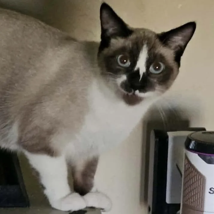 A young small-sized male Seal Point Siamese cat named Lg for adoption in Nampa, ID