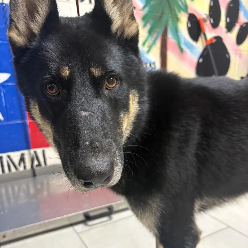 An adult medium-sized male Black Husky dog named Rex for adoption in Lufkin, TX