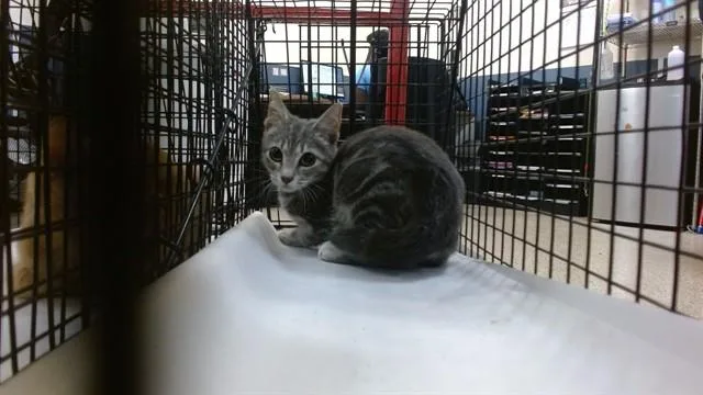 A baby small-sized male Domestic Short Hair cat named Midnight for adoption in Miami, FL