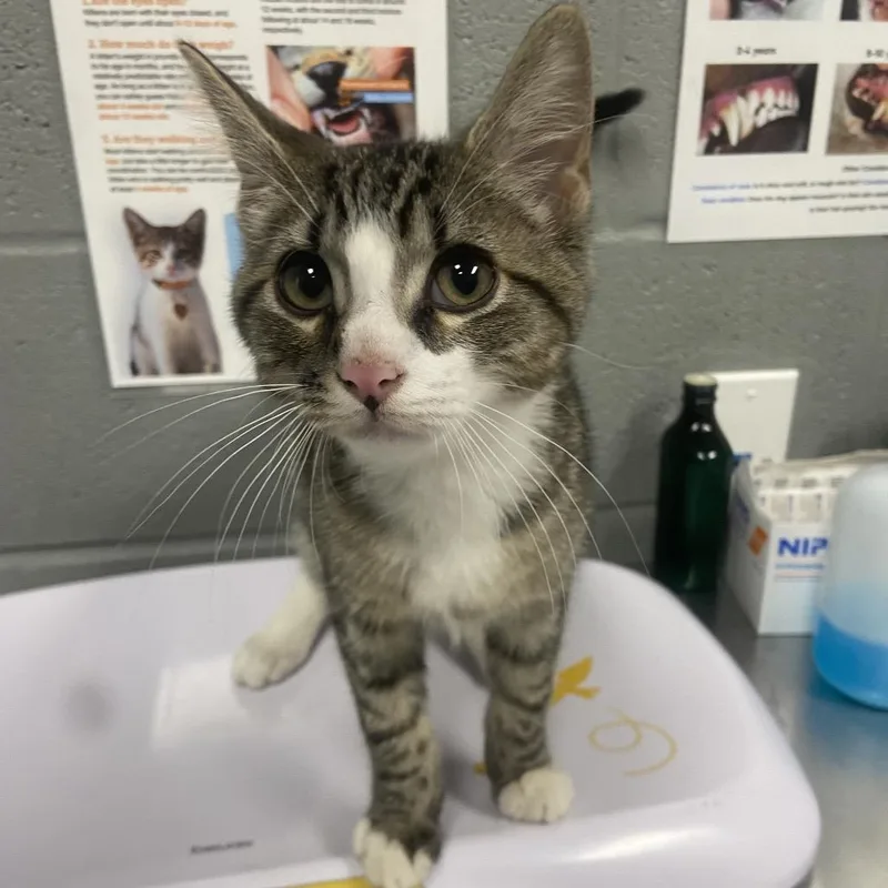 A baby small-sized male Domestic Short Hair cat named Loki for adoption in Allentown, PA