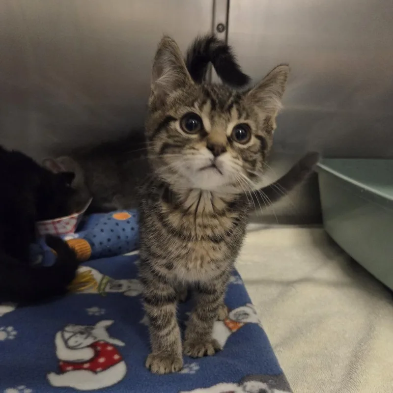 A baby small-sized male Brown / Chocolate Domestic Short Hair cat named Rasin Bran for adoption in Hinsdale, IL