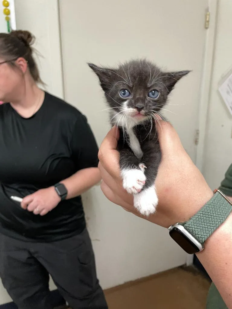 A baby small-sized male Domestic Short Hair cat named Jack Black for adoption in Chico, CA