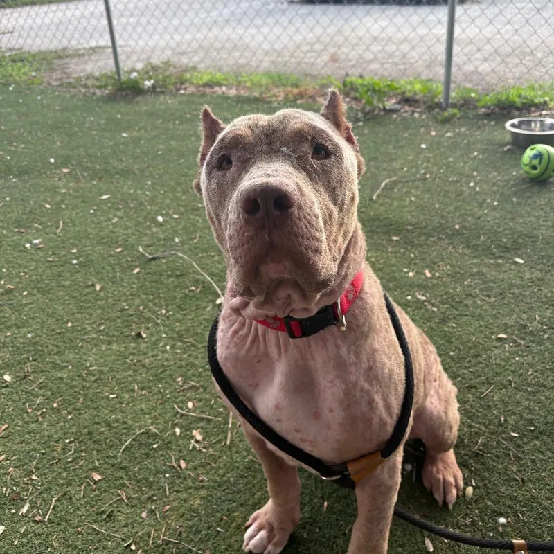 An adult large-sized male Yellow / Tan / Blond / Fawn American Bulldog dog named Chino for adoption in Port Richey, FL