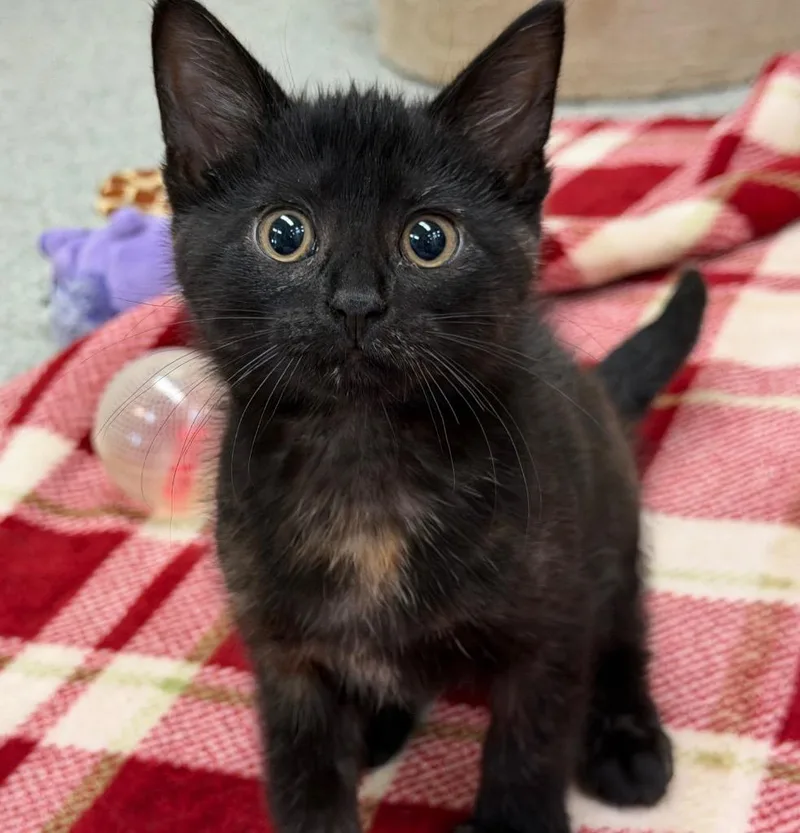 A baby medium-sized female Domestic Short Hair cat named Peony for adoption in Columbia, IL