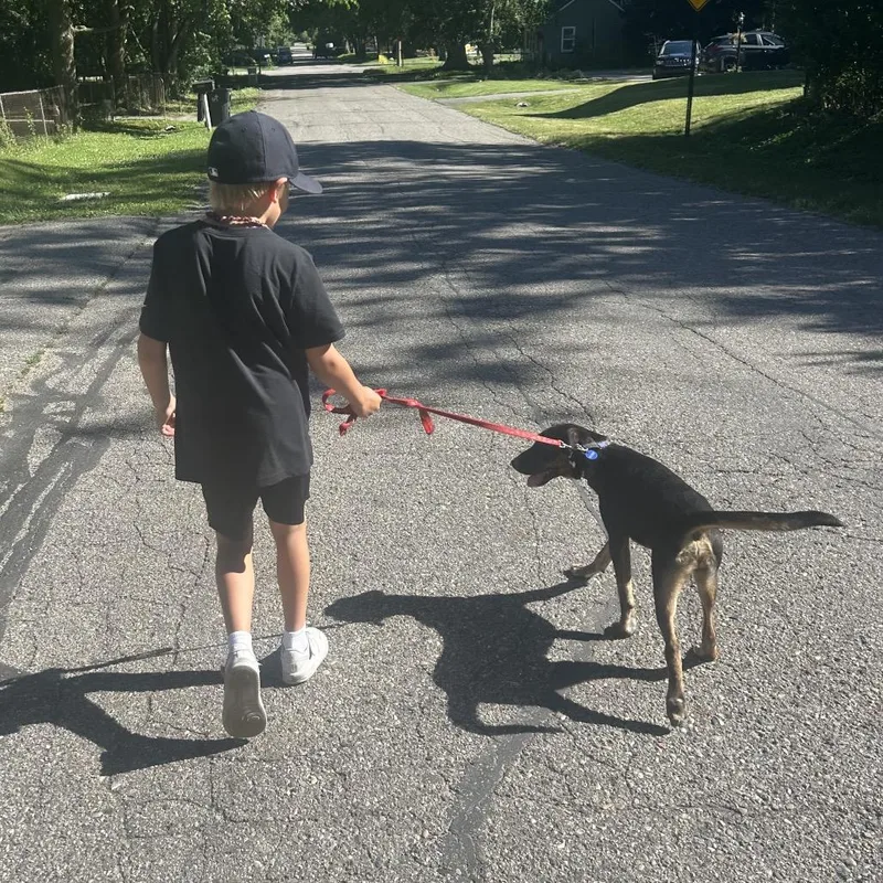 A baby medium-sized male Black German Pinscher dog named Calvin for adoption in Ferndale, MI