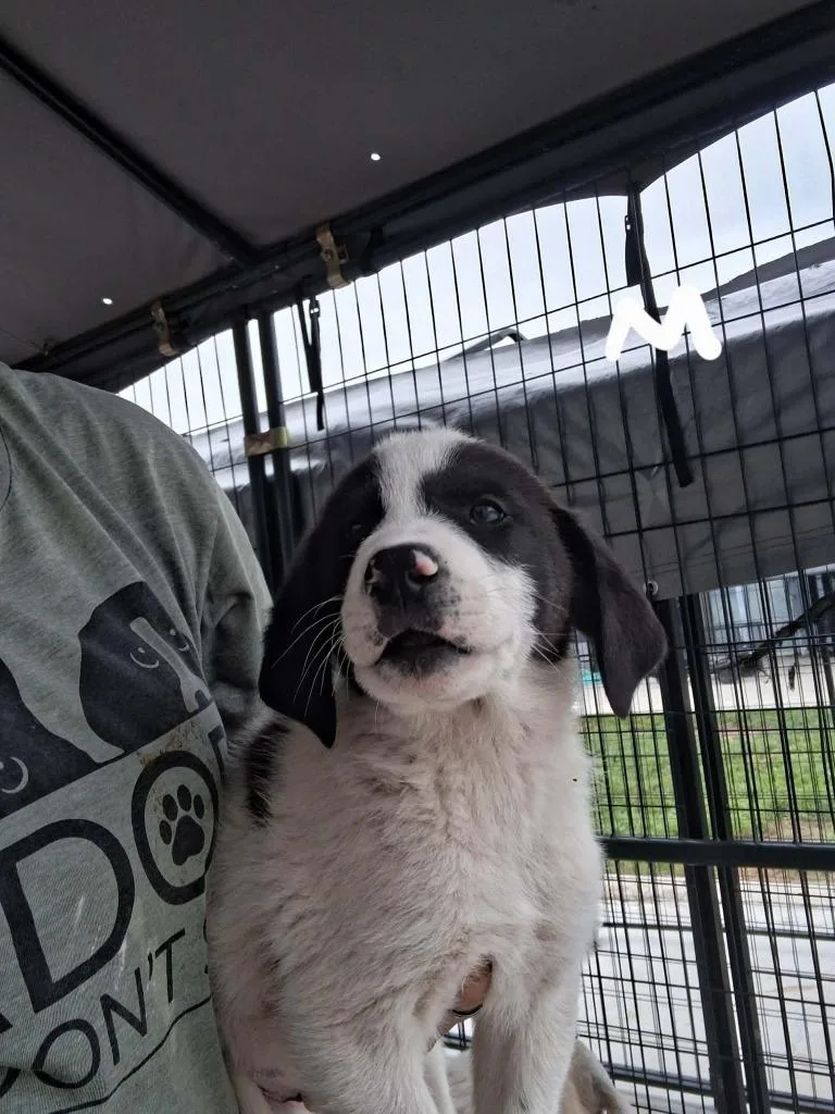 A baby large-sized male Anatolian Shepherd dog named Eeth Koth for adoption in Brownwood, TX