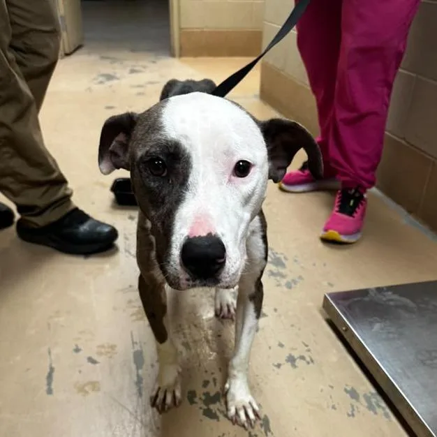 A young medium-sized female Black Mixed Breed dog named Glimmer for adoption in Gadsden, AL