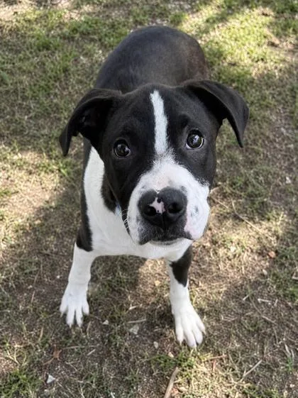 A young medium-sized male Black Boxer dog named Anchovy for adoption in Inverness, FL