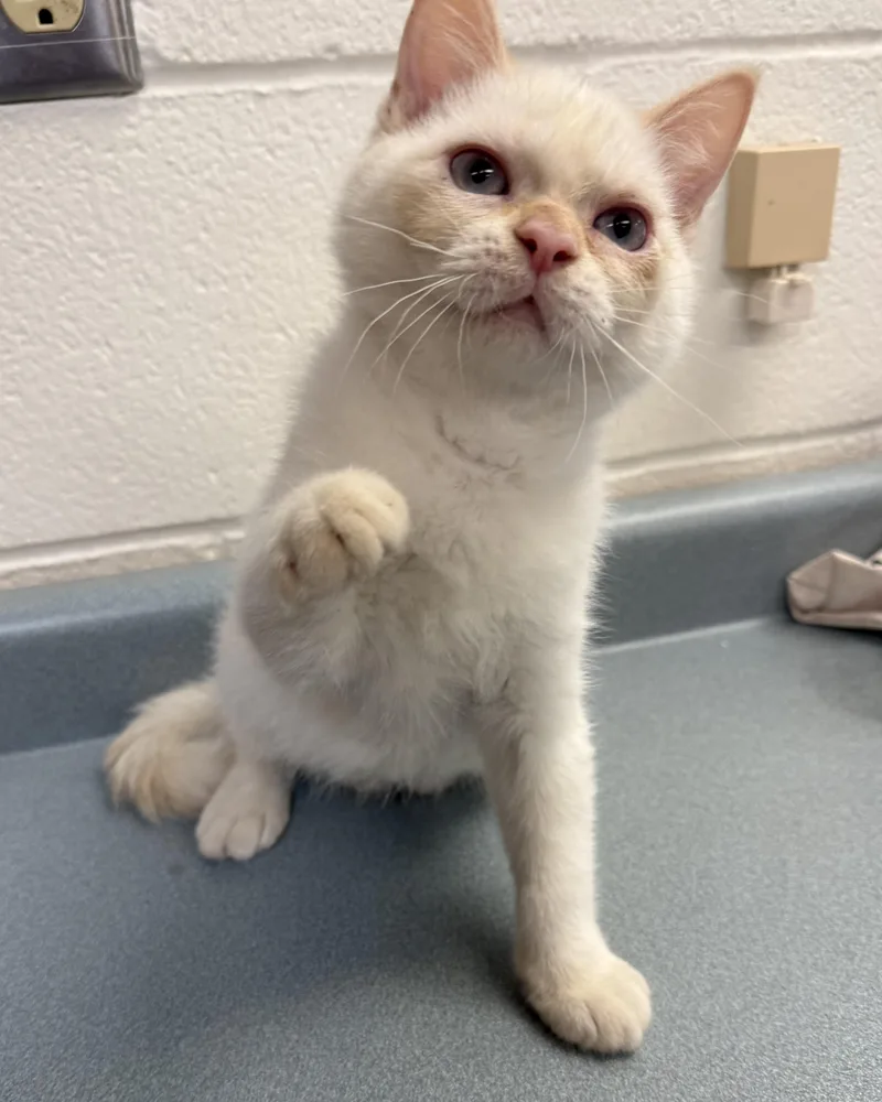 A baby medium-sized male Cream Point Domestic Short Hair cat named Grub for adoption in Neenah, WI