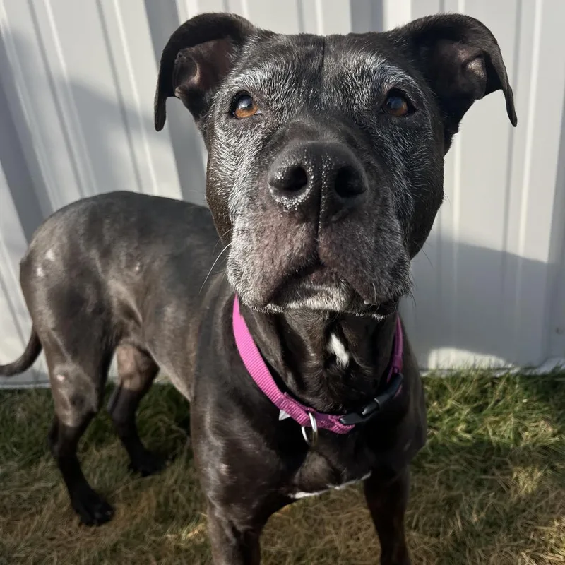 Mama Odie thumbnail 2