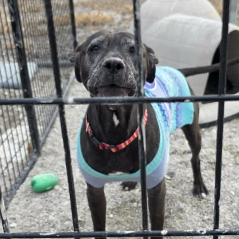 Mama Odie thumbnail 4