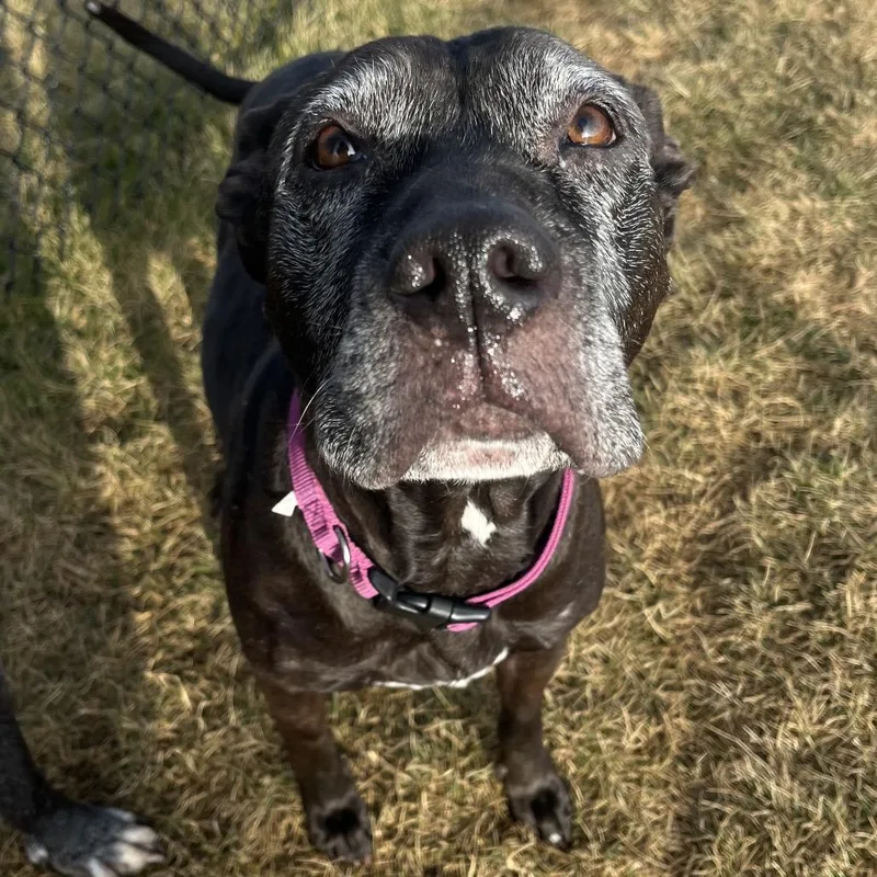 Mama Odie thumbnail 6