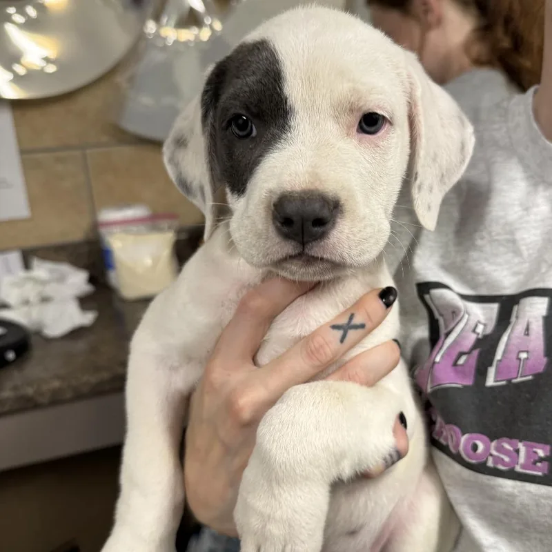 A baby large-sized female White / Cream Pit Bull Terrier dog named Cobbler for adoption in Eureka Springs, AR