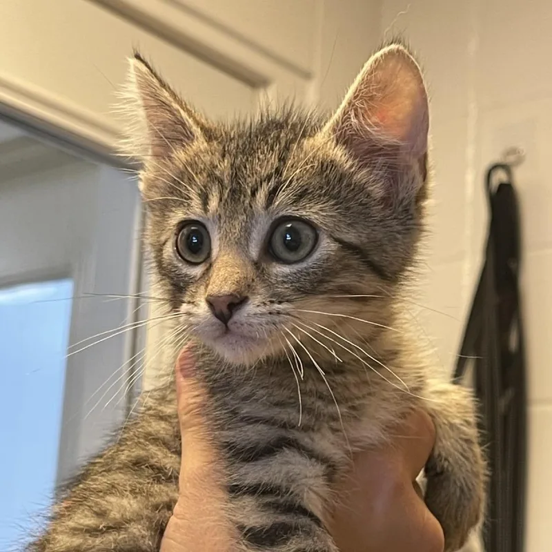 A baby small-sized male Brown / Chocolate Domestic Short Hair cat named Matt for adoption in Albert Lea, MN