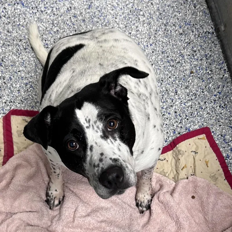An adult large-sized female White / Cream Cattle Dog dog named Saddie for adoption in Greenville, SC