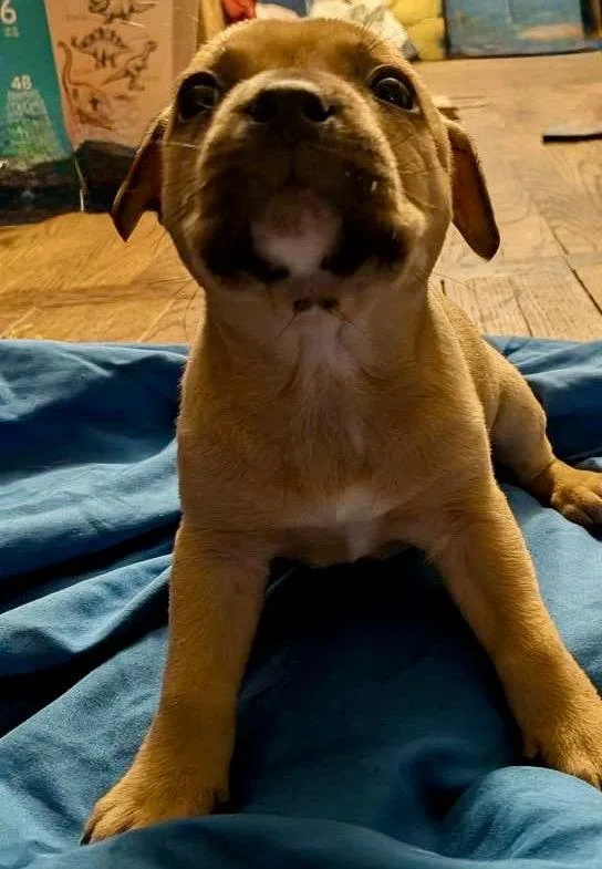 A baby medium-sized female Boxer dog named Rainbow for adoption in Herndon, VA