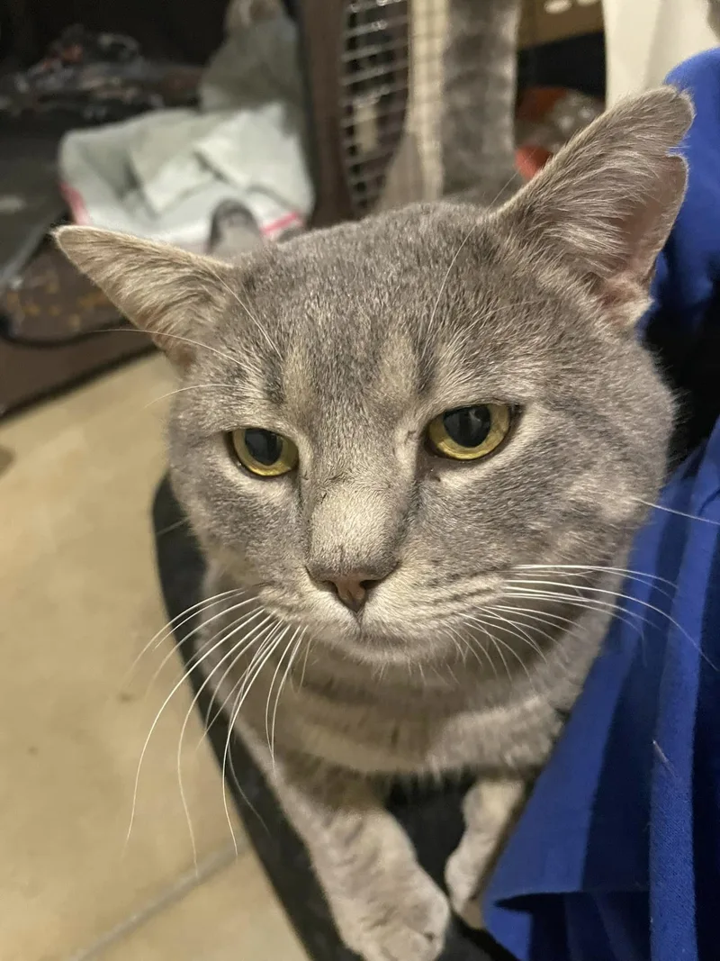 An adult medium-sized male Domestic Short Hair cat named Shadow for adoption in Heath, OH