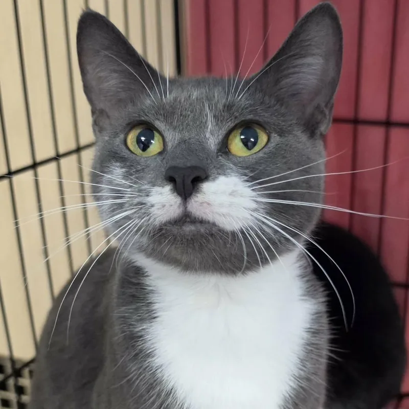 A young medium-sized female Gray & White Domestic Short Hair cat named Nutmeg Pretty Grey for adoption in Meriden, CT