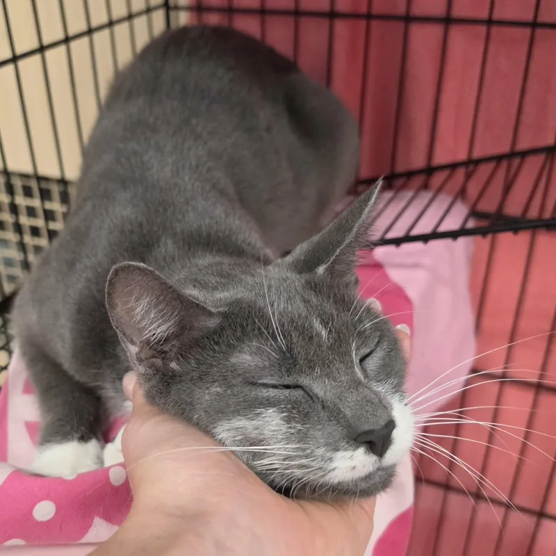 Nutmeg  Pretty Grey thumbnail 3