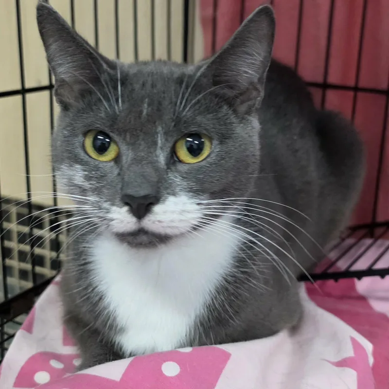 Nutmeg  Pretty Grey thumbnail 6
