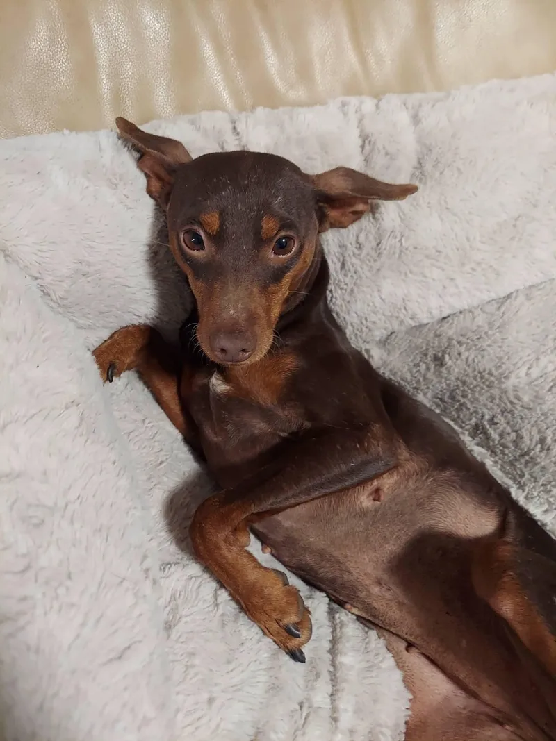 An adult small-sized female Miniature Pinscher dog named Trinity for adoption in Oakland, CA