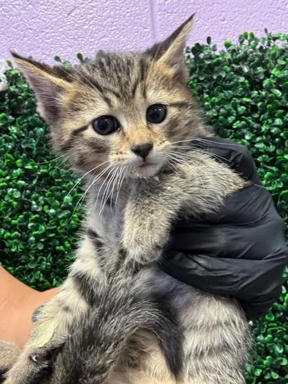 60753975 thumbnail 2