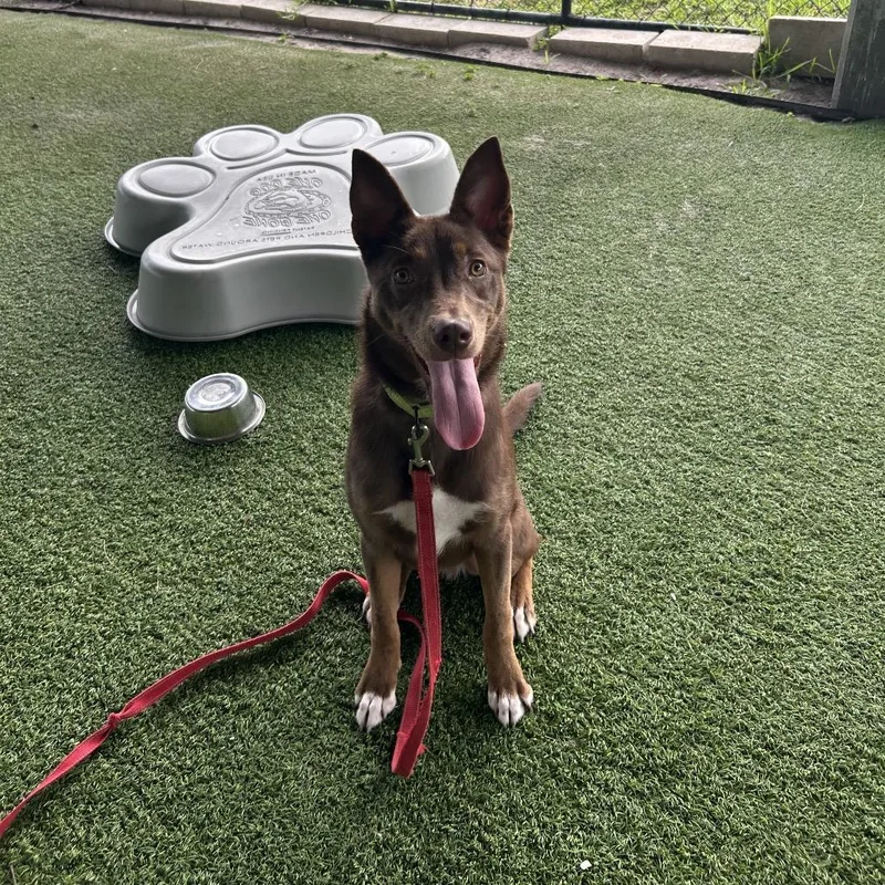 A young medium-sized male Brown / Chocolate Dutch Shepherd dog named Phantom for adoption in Jupiter, FL