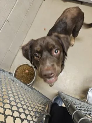 A baby medium-sized male Mixed Breed dog named Mufasa for adoption in South Bend, IN
