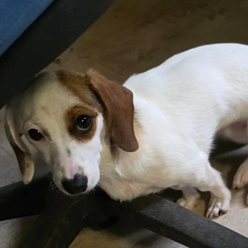 A young small-sized female White / Cream Dachshund dog named Aphrodite Stray Hold for adoption in Huntington, WV