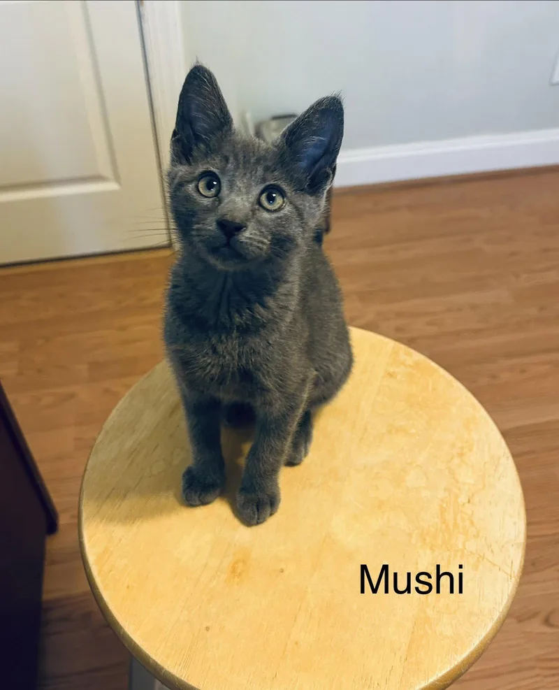 Mushi