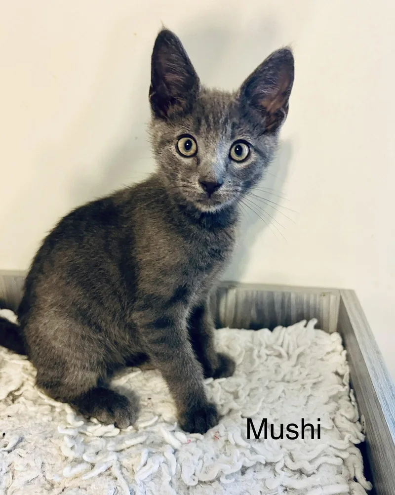 Mushi thumbnail 2