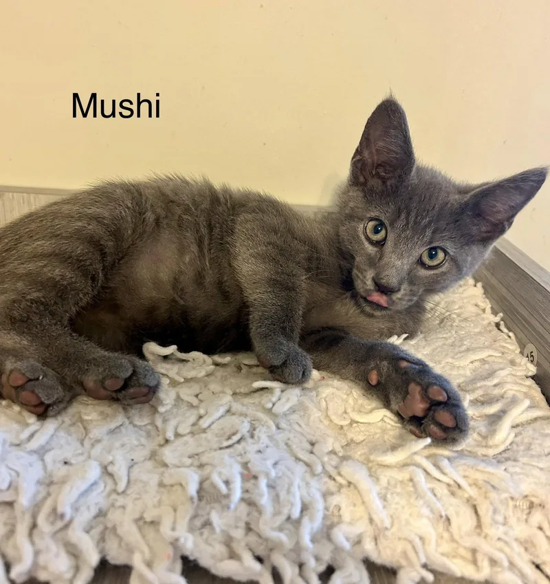Mushi thumbnail 3