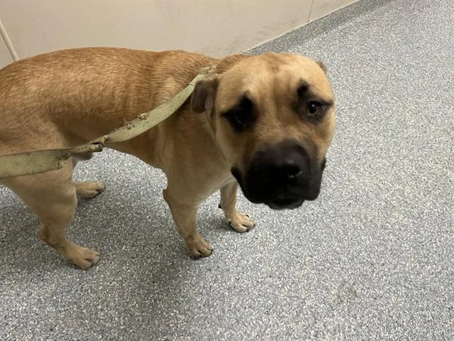 A young large-sized male Boxer dog named Benji for adoption in Garland, TX