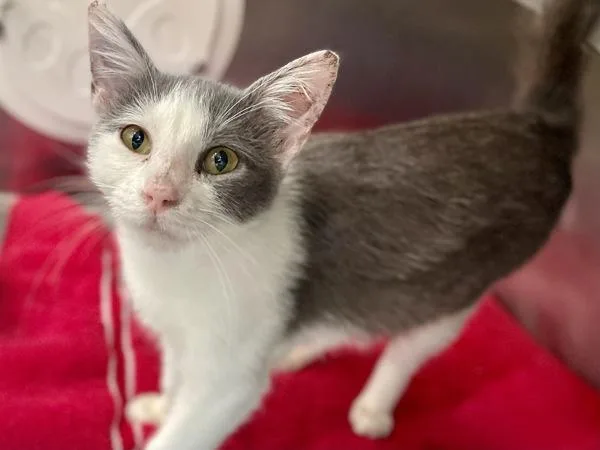A young small-sized female Domestic Short Hair cat named Dorian for adoption in Austin, TX