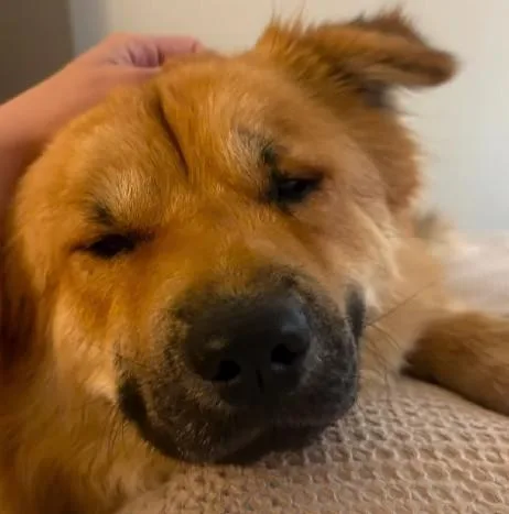 An adult medium-sized male Chow Chow dog named Leon for adoption in Houston, TX