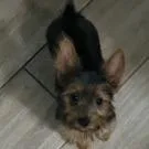 A baby small-sized female Gray / Blue / Silver Yorkshire Terrier dog named Arabelle for adoption in Houston, TX