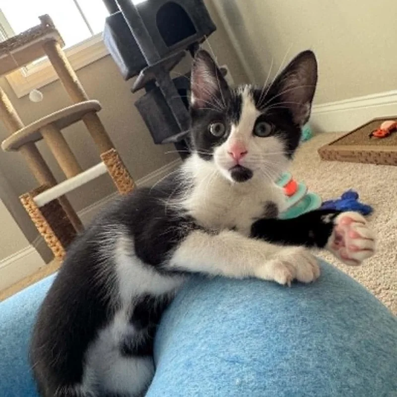 A baby small-sized male Black Domestic Short Hair cat named Fern for adoption in Lyndhurst, VA