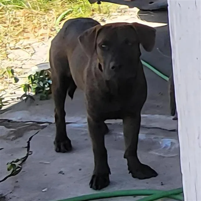 A young medium-sized female American Staffordshire Terrier dog named Heather for adoption in San Antonio, TX