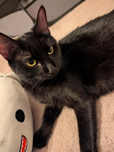 A young medium-sized female Domestic Short Hair cat named Chrysanthemum for adoption in Peoria, IL