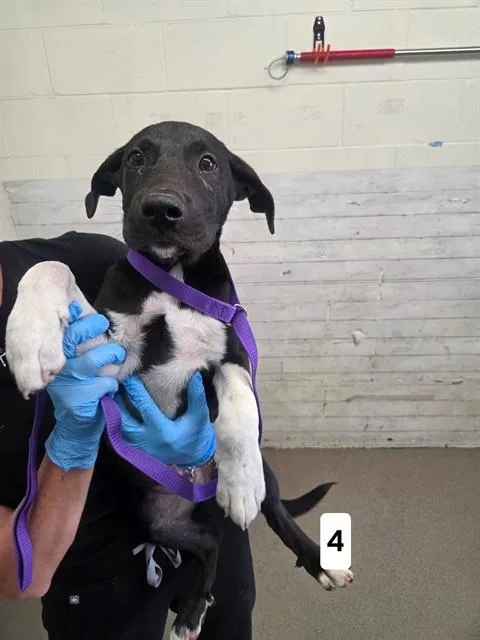 A baby small-sized male Pit Bull Terrier dog named Luuke for adoption in San Bernardino, CA