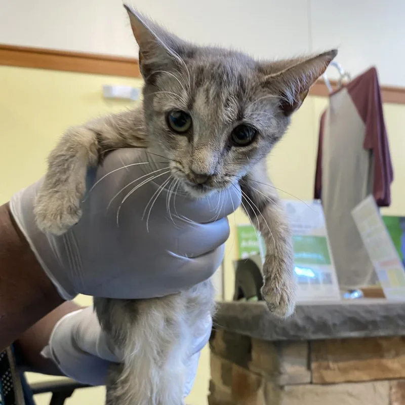 A baby small-sized female Gray / Blue / Silver Domestic Short Hair cat named Scootaloo for adoption in Lynchburg, VA