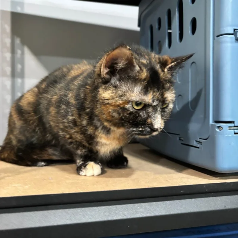 An adult small-sized female Tortoiseshell Domestic Short Hair cat named Kat for adoption in Shelbyville, IN