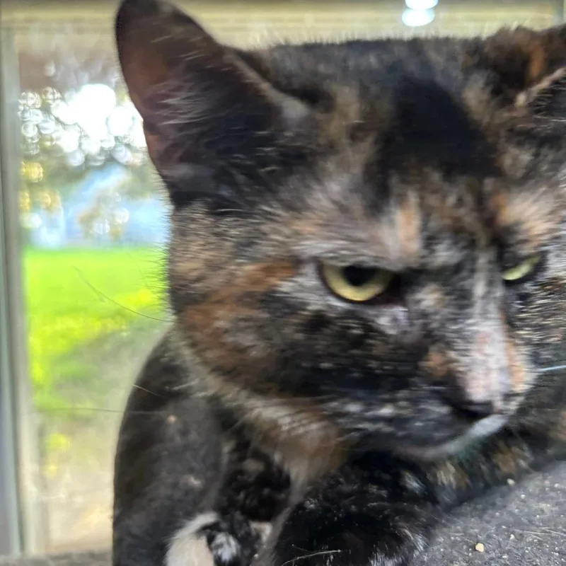 Kat thumbnail 3