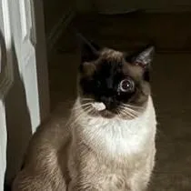 An adult large-sized female Brown / Chocolate Domestic Short Hair cat named Koko FKA Winnie the for adoption in Leander, TX