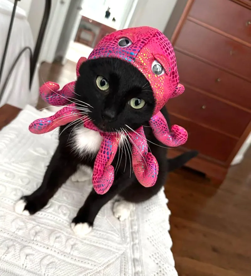 A young large-sized male Black & White / Tuxedo Domestic Short Hair cat named Valentine for adoption in Charlotte, NC