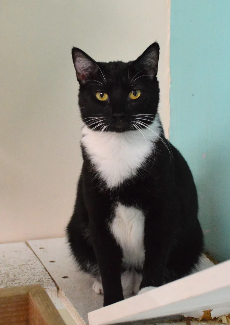 A young medium-sized female Black & White / Tuxedo Domestic Short Hair cat named Gwen for adoption in House Springs, MO