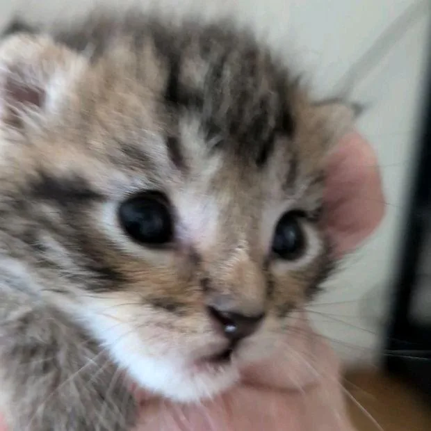 A baby small-sized male Domestic Short Hair cat named Sir Marmalade for adoption in Norman, OK