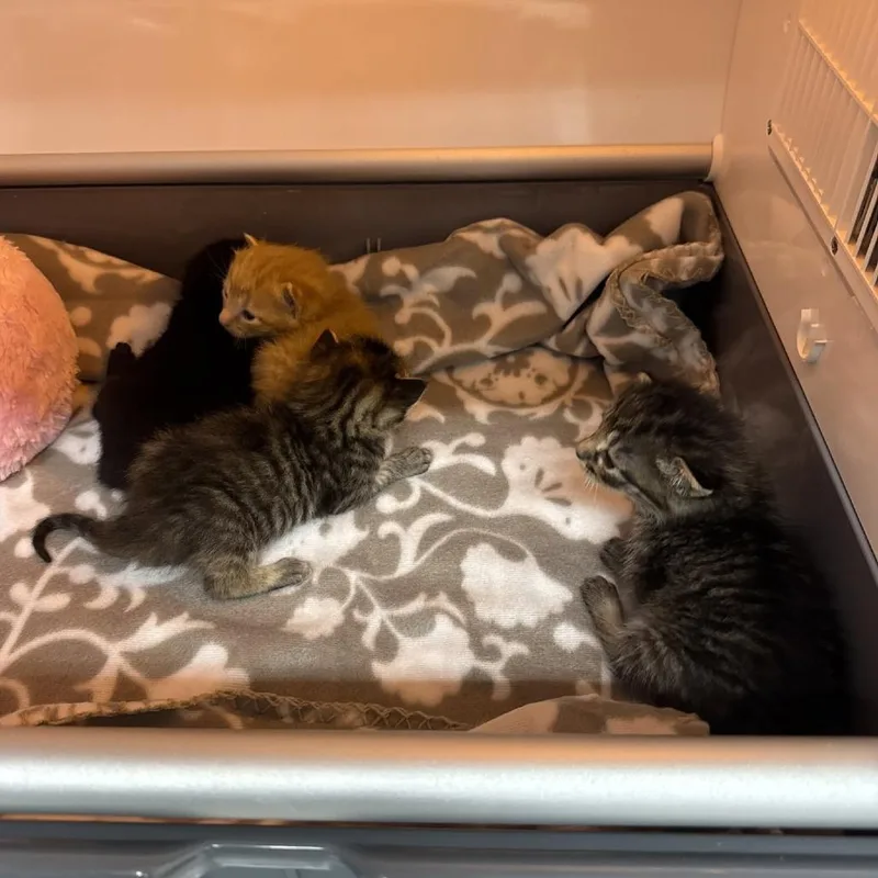 A baby small-sized male Black Domestic Short Hair cat named Spino for adoption in Roswell, GA