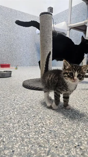 A baby small-sized male Domestic Short Hair cat named Scott for adoption in Paradise, CA